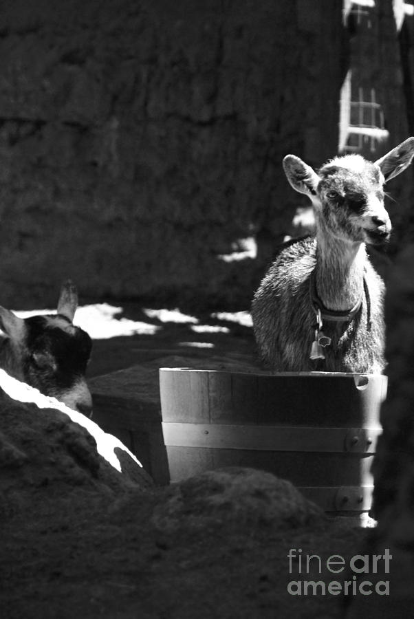 Goat Photograph - With Bells On - bw by Linda Shafer