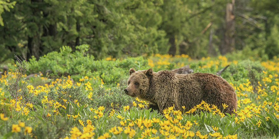 With Blondie In The Wildflowers Photograph by Yeates Photography