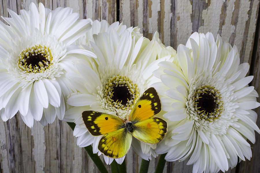 Daisy Photograph - With Daises With Beautiful Yellow Butterfly by Garry Gay