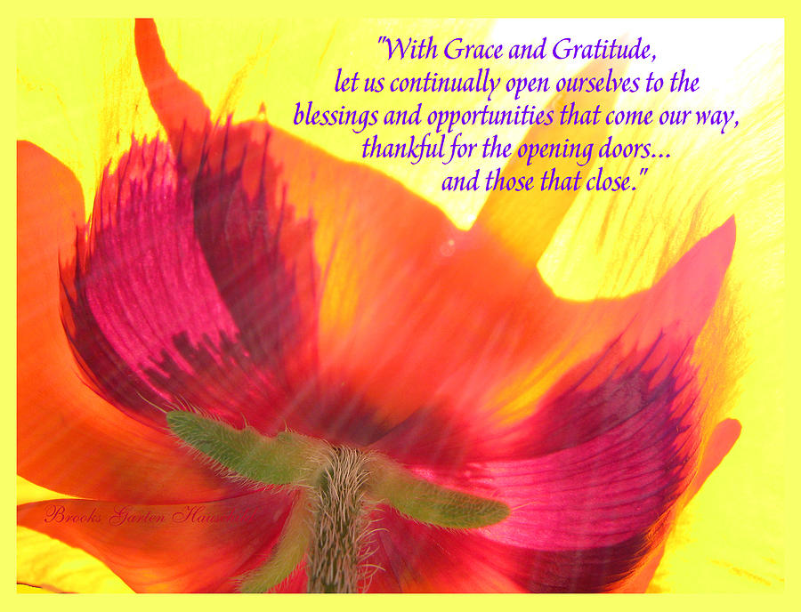 With Grace and Gratitude - Poppy Fine Art with Text - Original Photography and Poetry Photograph by Brooks Garten Hauschild