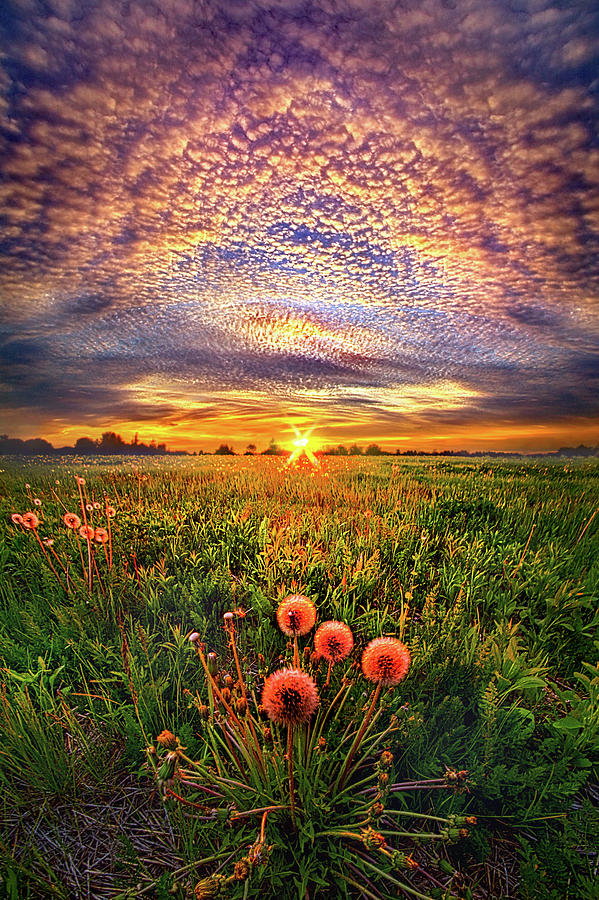 With Gratitude Photograph by Phil Koch