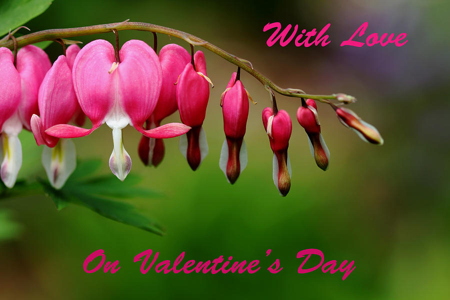 With Love On Valentines Day Photograph