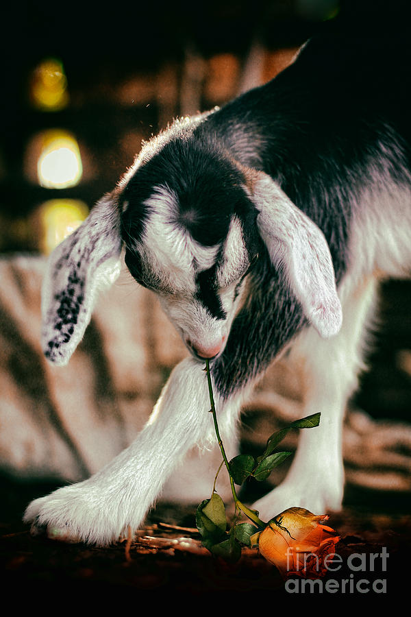 Animal Photograph - With Love by Afli Sam