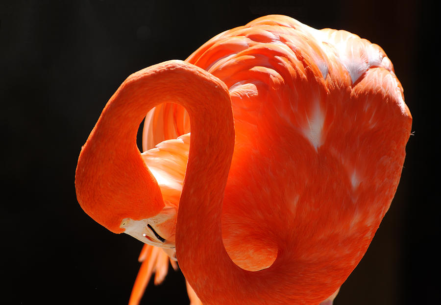 The Color of Flame - Atascadero Zoo, California Photograph by Darin Volpe