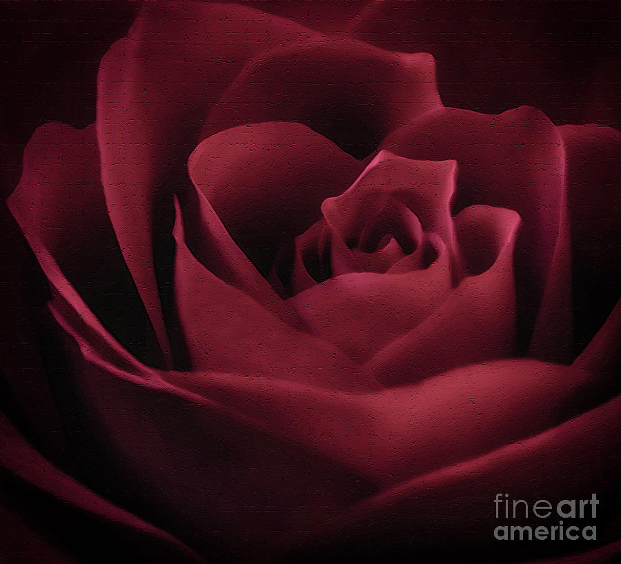 With This Rose Photograph