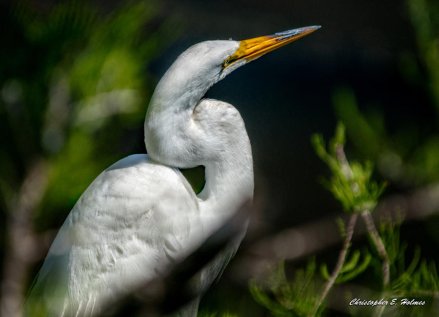 White Egret 2 Photograph by Christopher Holmes