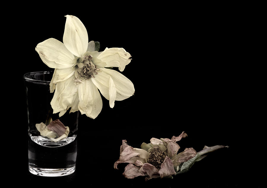 Wither Dahlia Flowers on a black background Photograph by Michalakis Ppalis