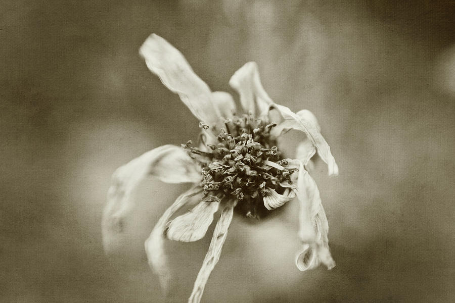 Withered Beauty Photograph by Scott Pellegrin