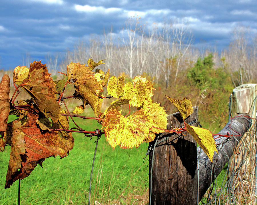 Withered Grape Vine Photograph by Ira Marcus