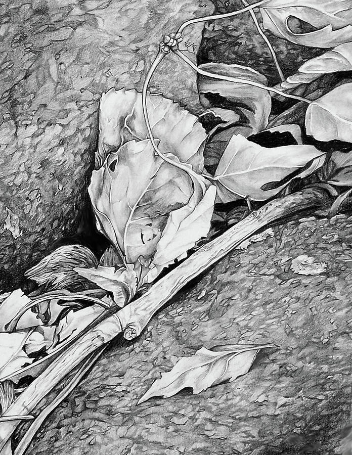 Withered Leaves Drawing by Aaron Spong