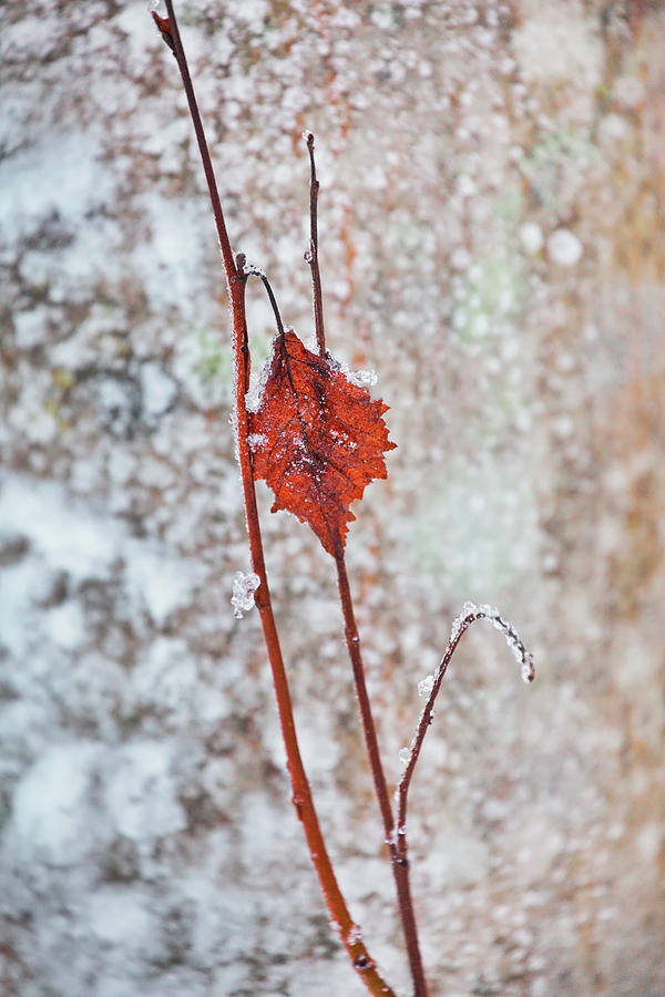 Withered red leaf in front of a frost covered tree Photograph by Ulrich Kunst And Bettina Scheidulin