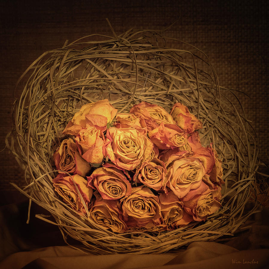 Rose Photograph - Withered Roses by Wim Lanclus