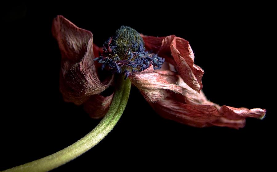 Withering Anemone Photograph by Elsa Santoro