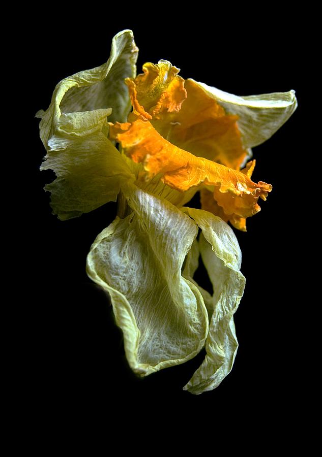Withering Daffodil Photograph by Elsa Santoro