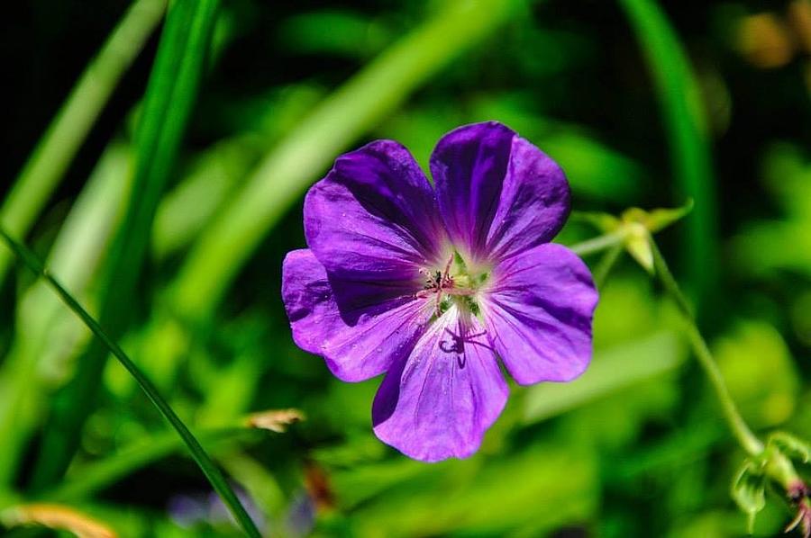 Flower Photograph - Lovely Lavendar  by Nicole Radlow