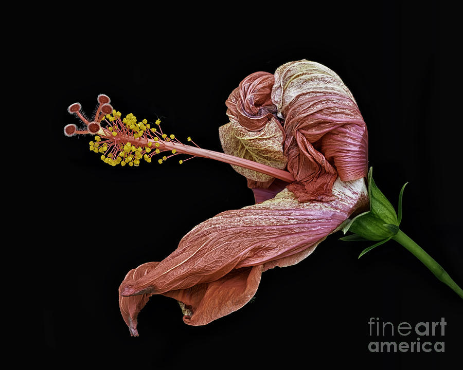 Withering Hibiscus Photograph by Walt Foegelle