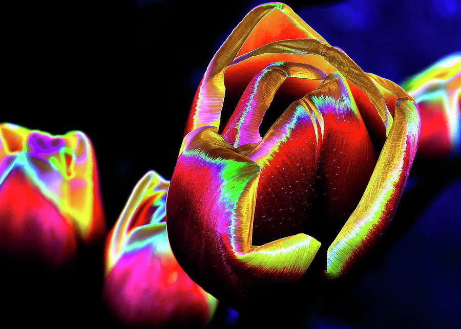 Withering Tulips Photograph by David Patterson