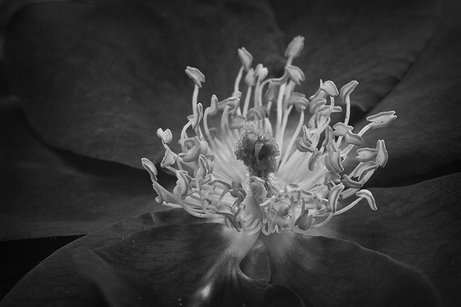 Within a Flower BW Photograph by Morgan Wright