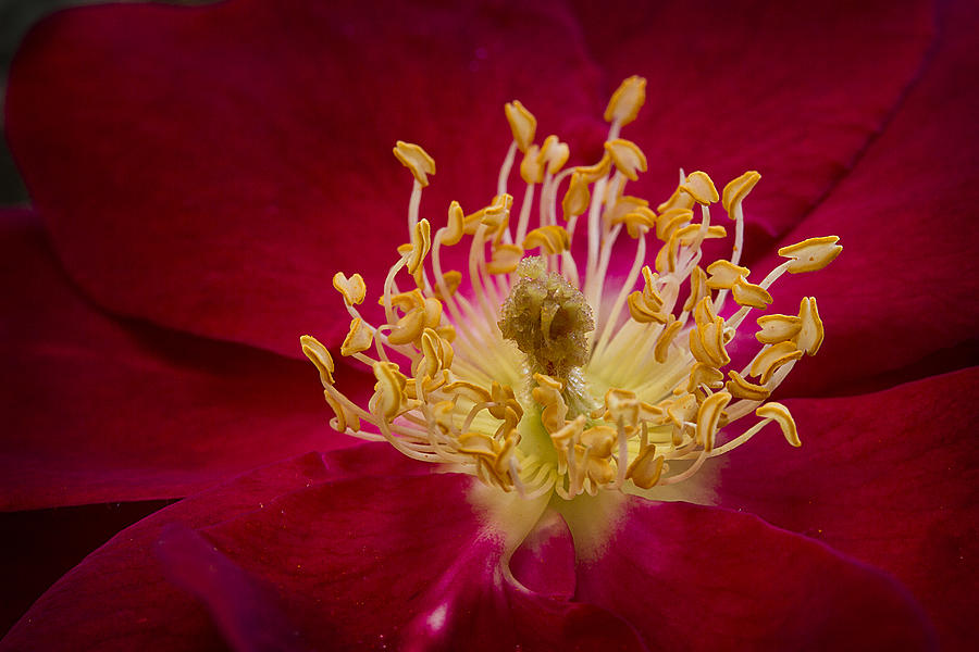Within a Flower Photograph by Morgan Wright