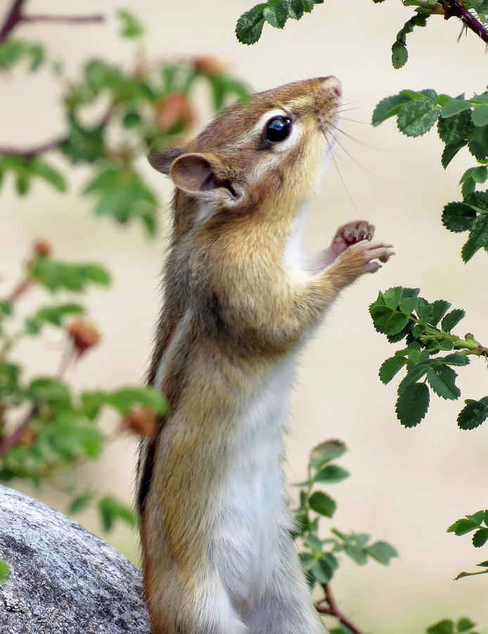 Within Reach - Chipmunk Photograph by MTBobbins Photography