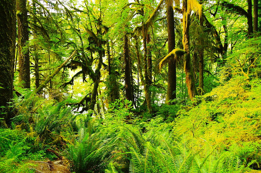 Within the Hoh National rain forest Photograph by Jeff Swan