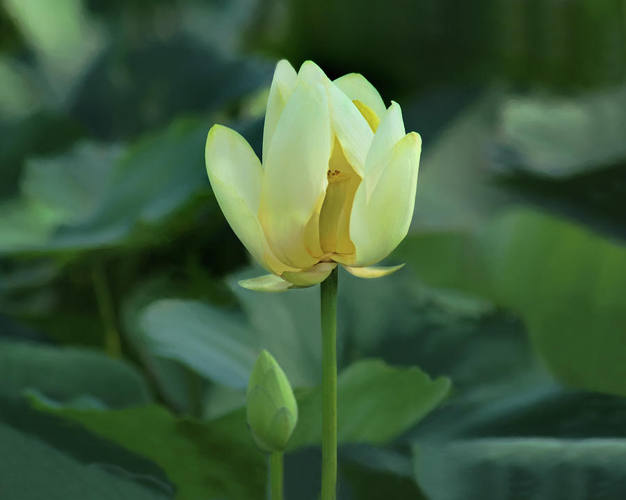 Within the Lotus Photograph by Nikolyn McDonald