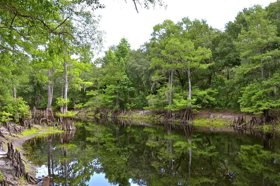 Withlacoochee River Park Photograph by Carol Bradley
