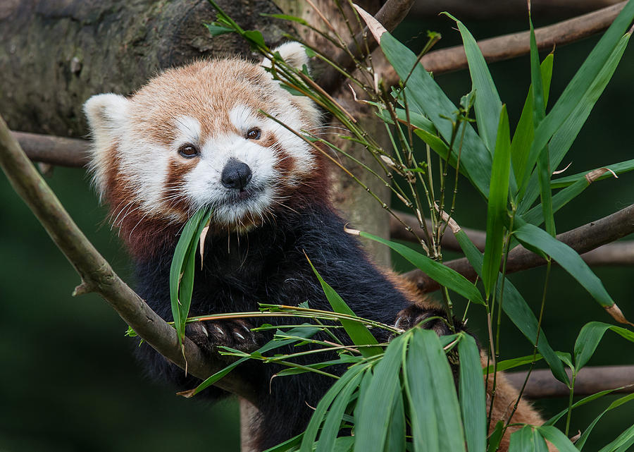 Wizened Red Panda Photograph by Greg Nyquist