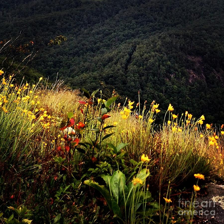 WNC Mountains - Late Summer Photograph by Anita Adams