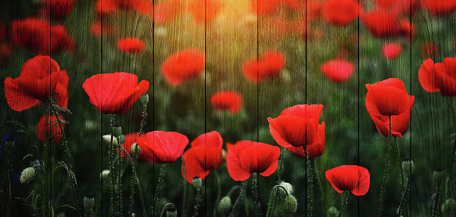 Nature Photograph - Wodd Poppies by Bess Hamiti