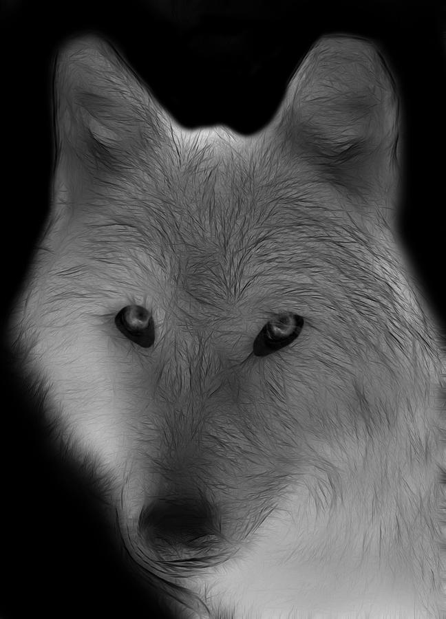 Wolf - Black and White Photograph by Sandy Keeton