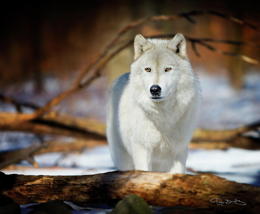 Wolf #1 Photograph by Dan Barba