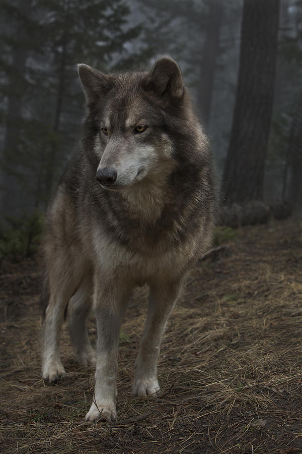 Wolf 1 Photograph by Jeff Shumaker