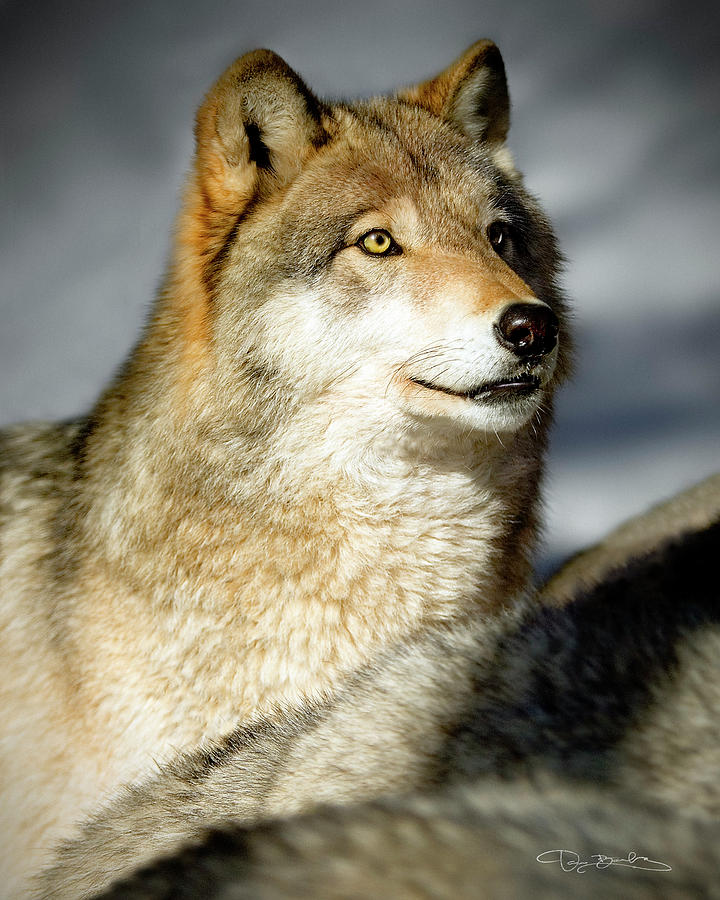 Winter Photograph - Wolf #2 by Dan Barba