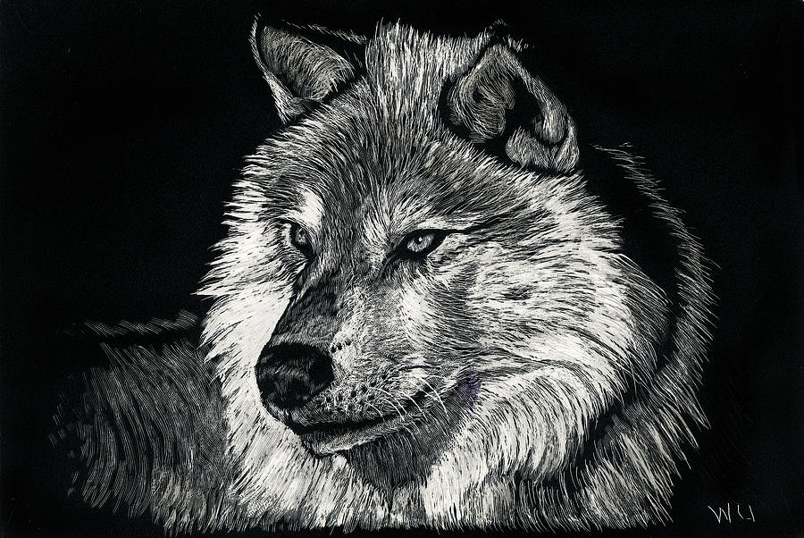 Wolf-5 Drawing by William Underwood