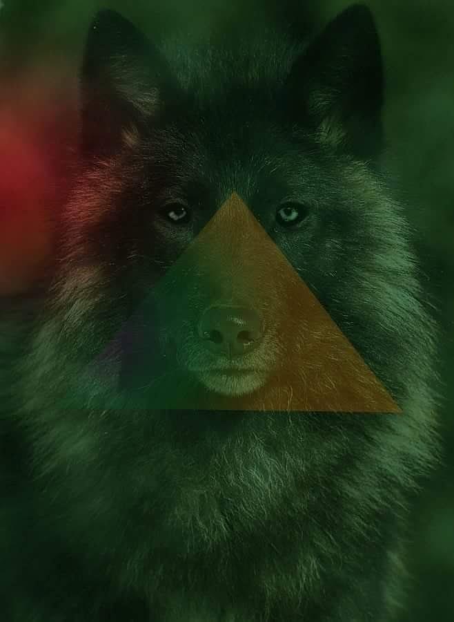 Animal Photograph - Wolf by Alex Chirlejan
