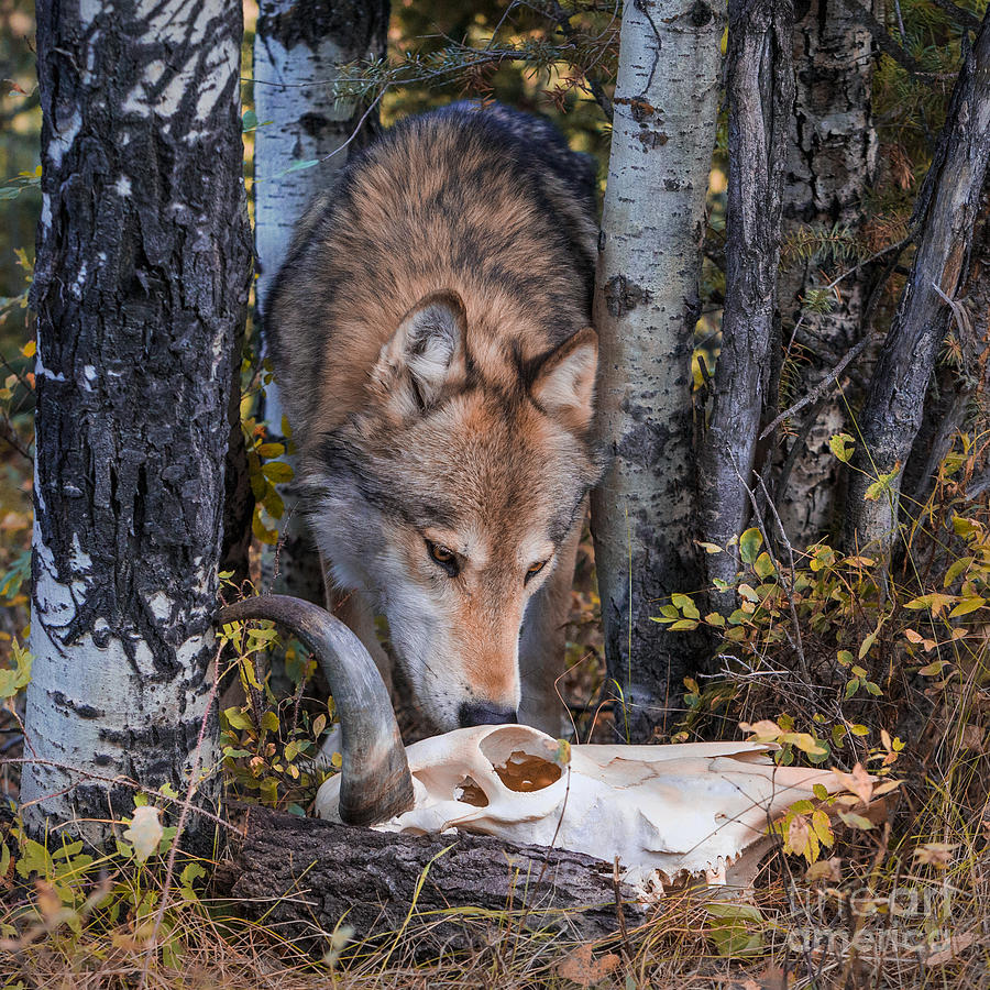 Wolf and Skull Photograph by Jerry Fornarotto