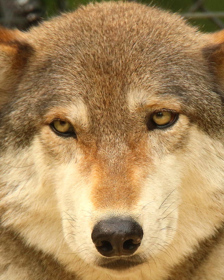 Wolf Photograph by Arvin Miner