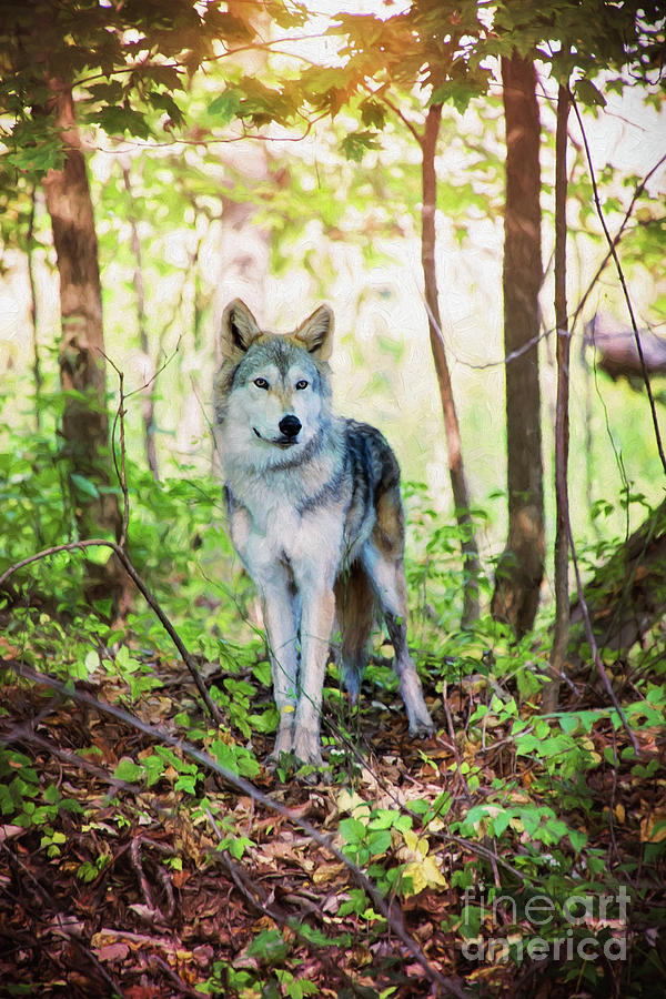 Wolf At The Forest Edge Photograph by Sharon McConnell