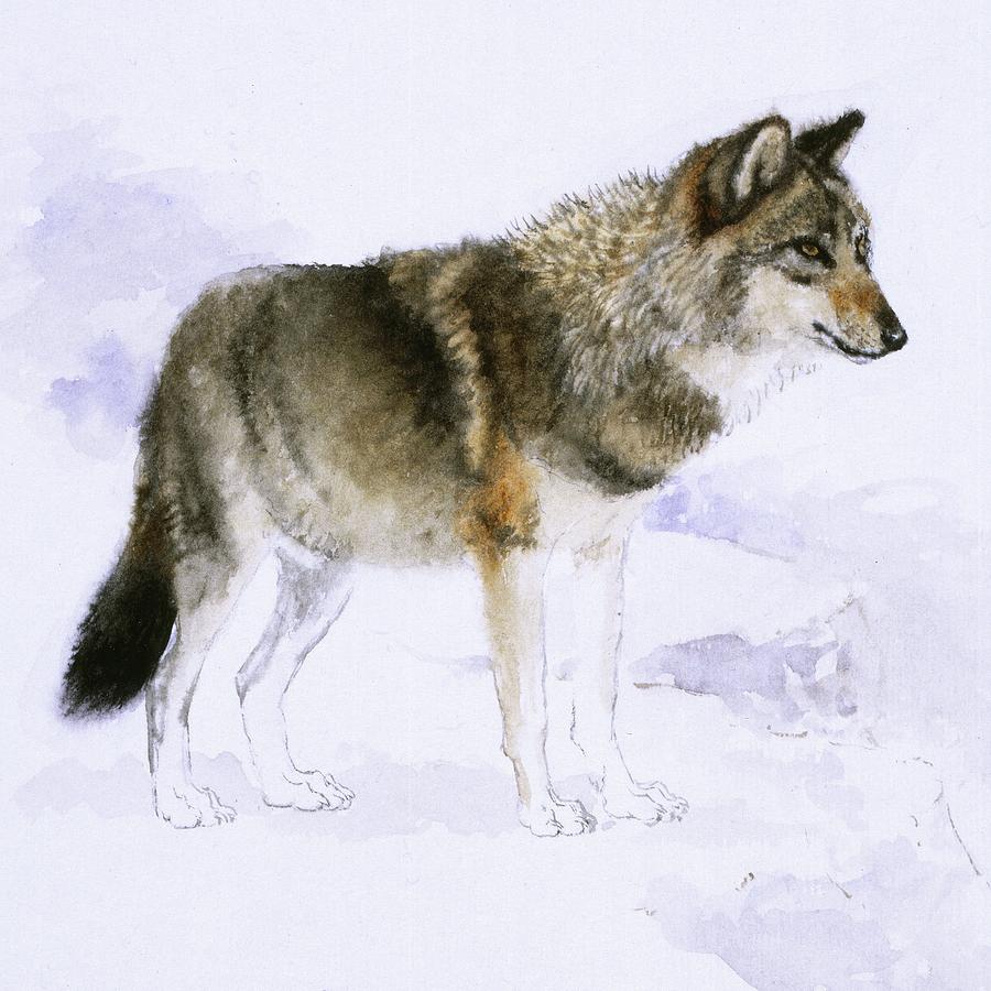 Wolf Painting by Attila Meszlenyi