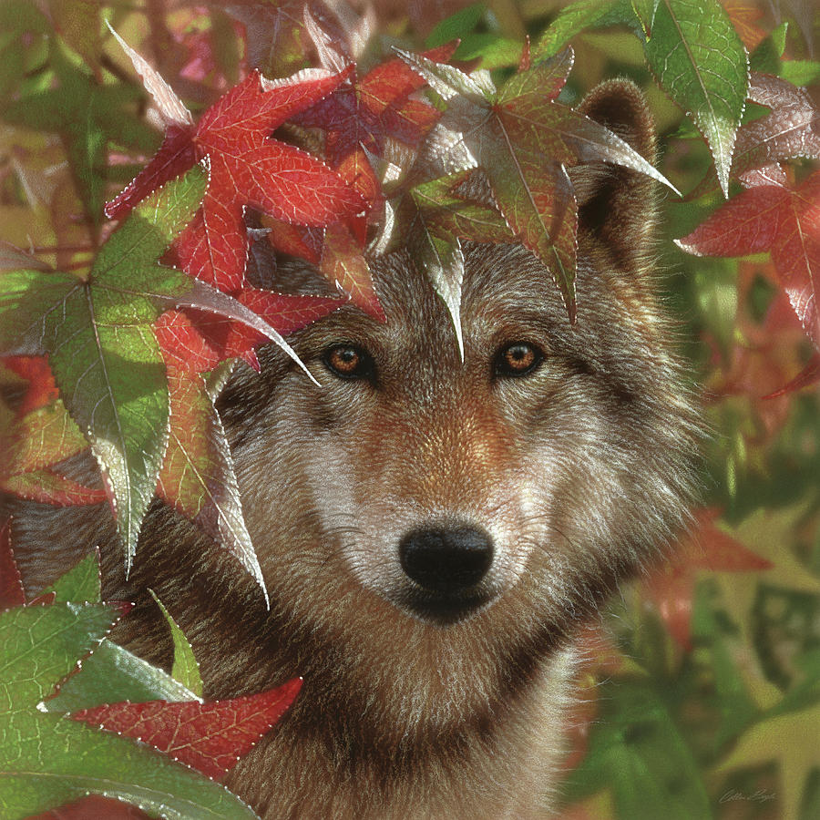 Wolf - Autumn Encounter Painting by Collin Bogle