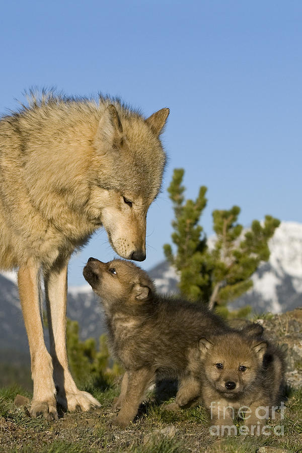 Wolves Photograph - Wolf Babysitter by Jean-Louis Klein & Marie-Luce Hubert