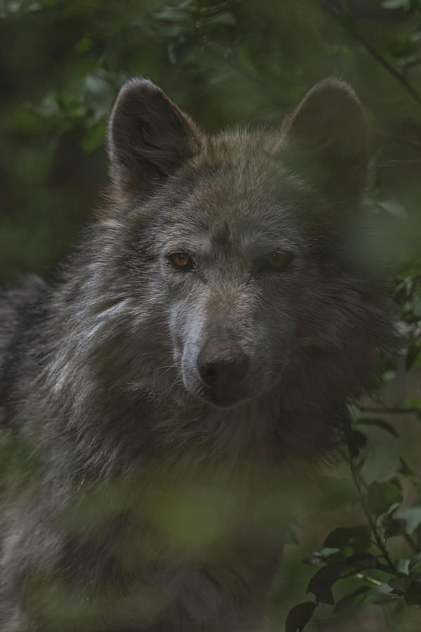 Wolf Photograph by Brian Cross