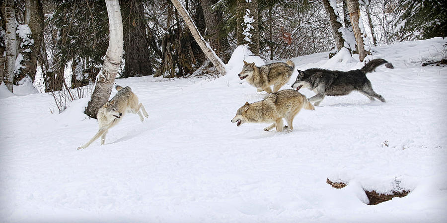Wolf Chase Photograph by Steve McKinzie