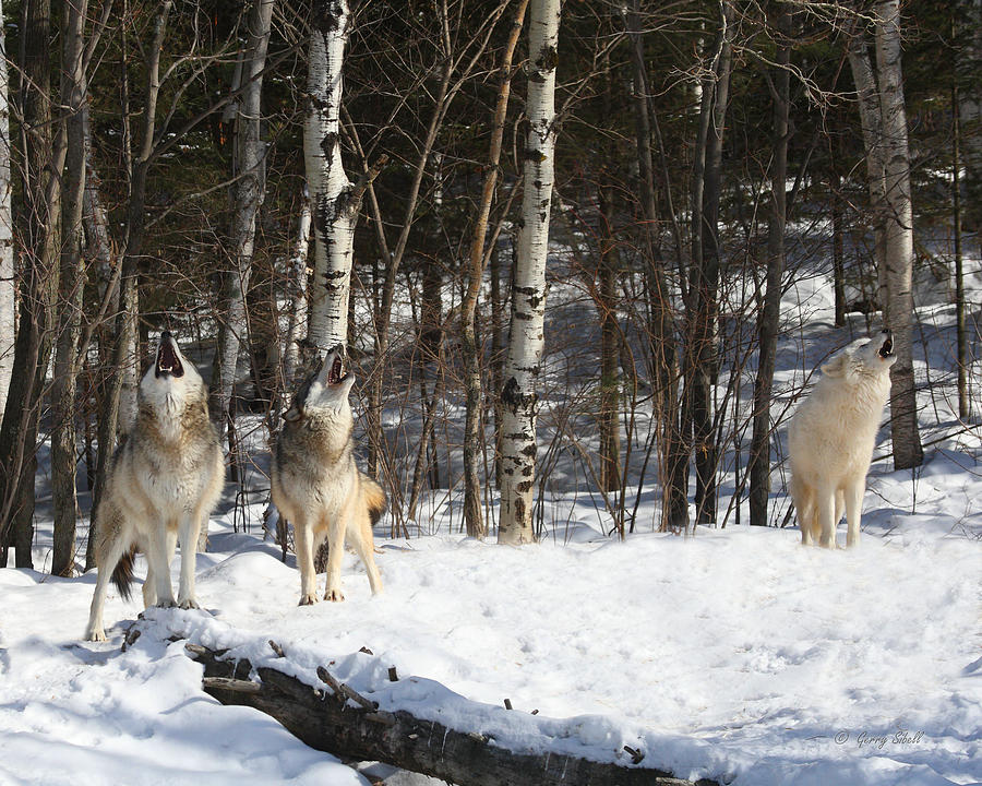Wolf Choir Photograph by Gerry Sibell