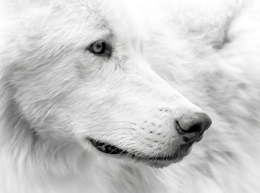 Wolf Close Up Photograph by Athena Mckinzie