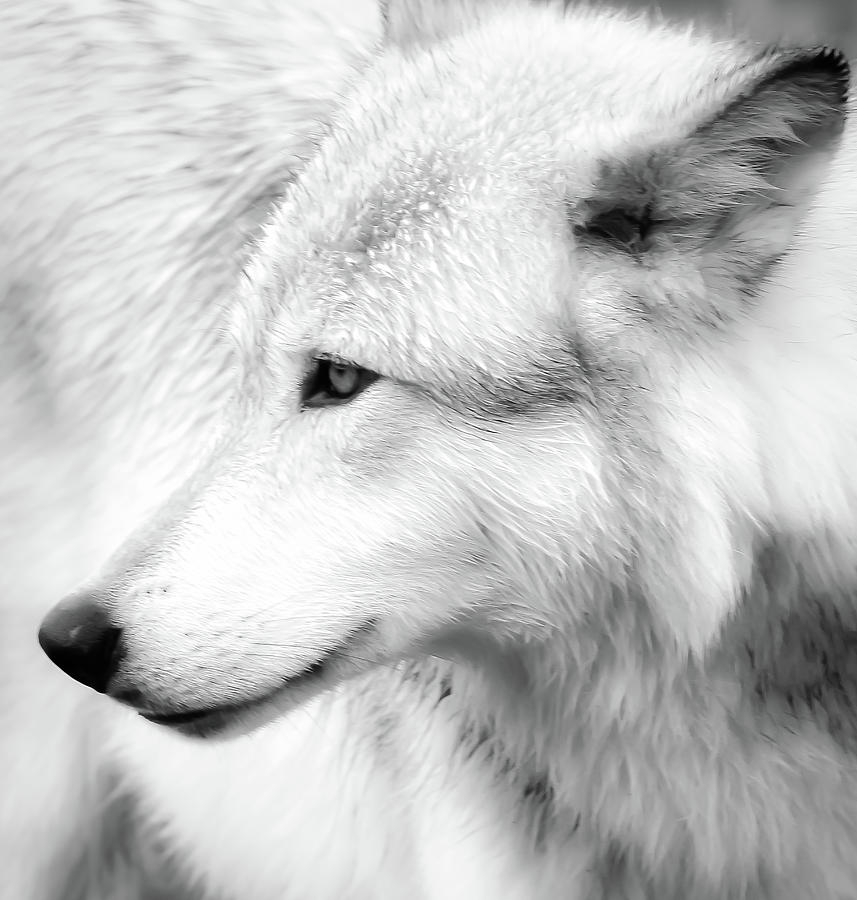 Wolf Close Up II Photograph by Athena Mckinzie