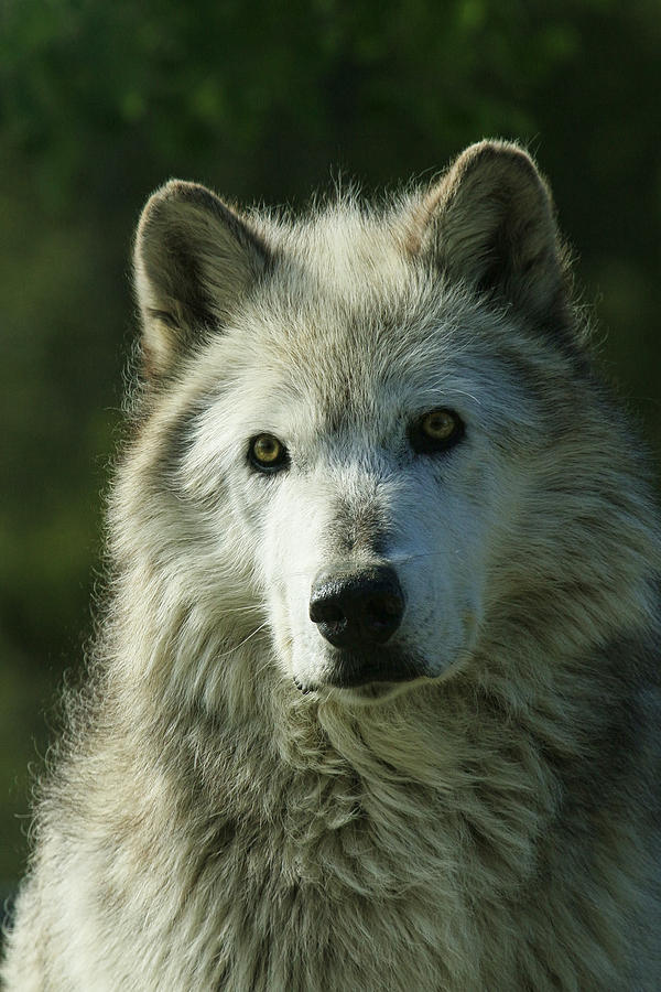 Wolf Close Up Photograph by Steve McKinzie