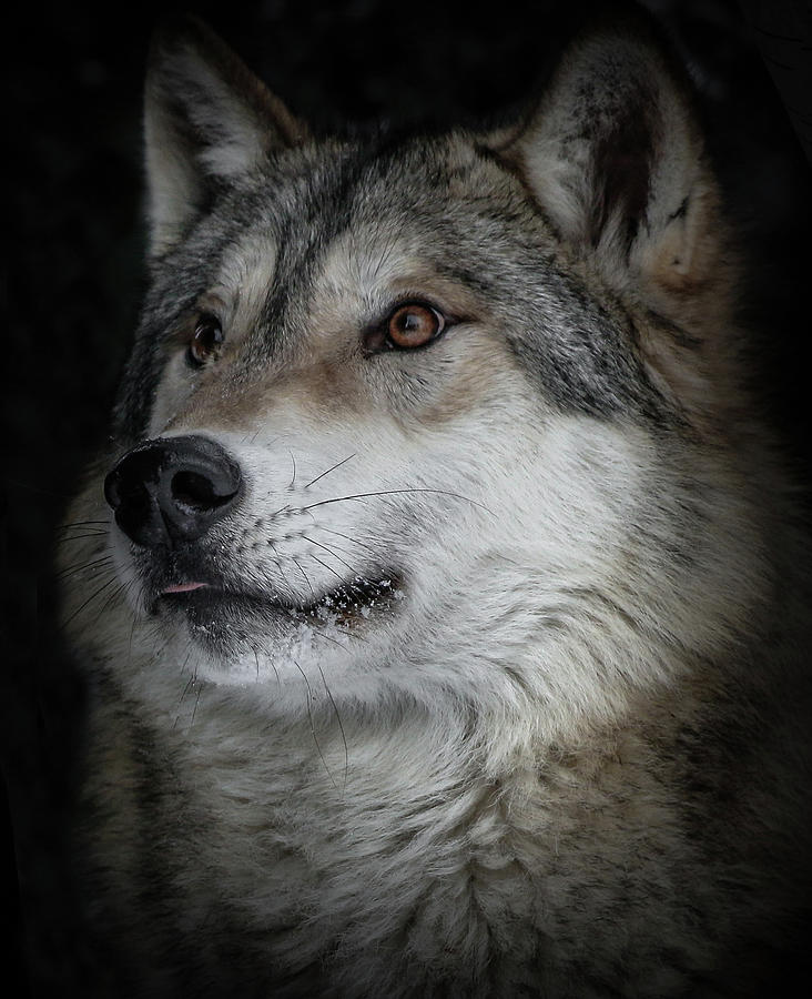 Wolf Close Up XI Photograph by Athena Mckinzie