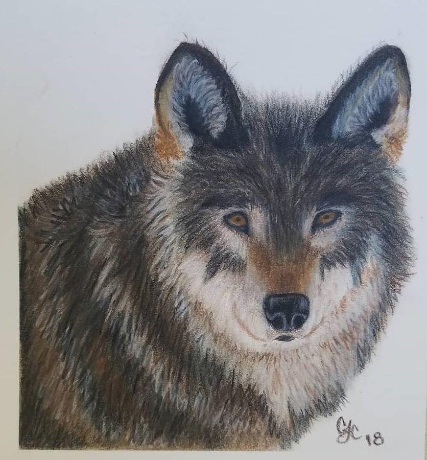 Wolf Drawing by Courtney Chandler - Fine Art America